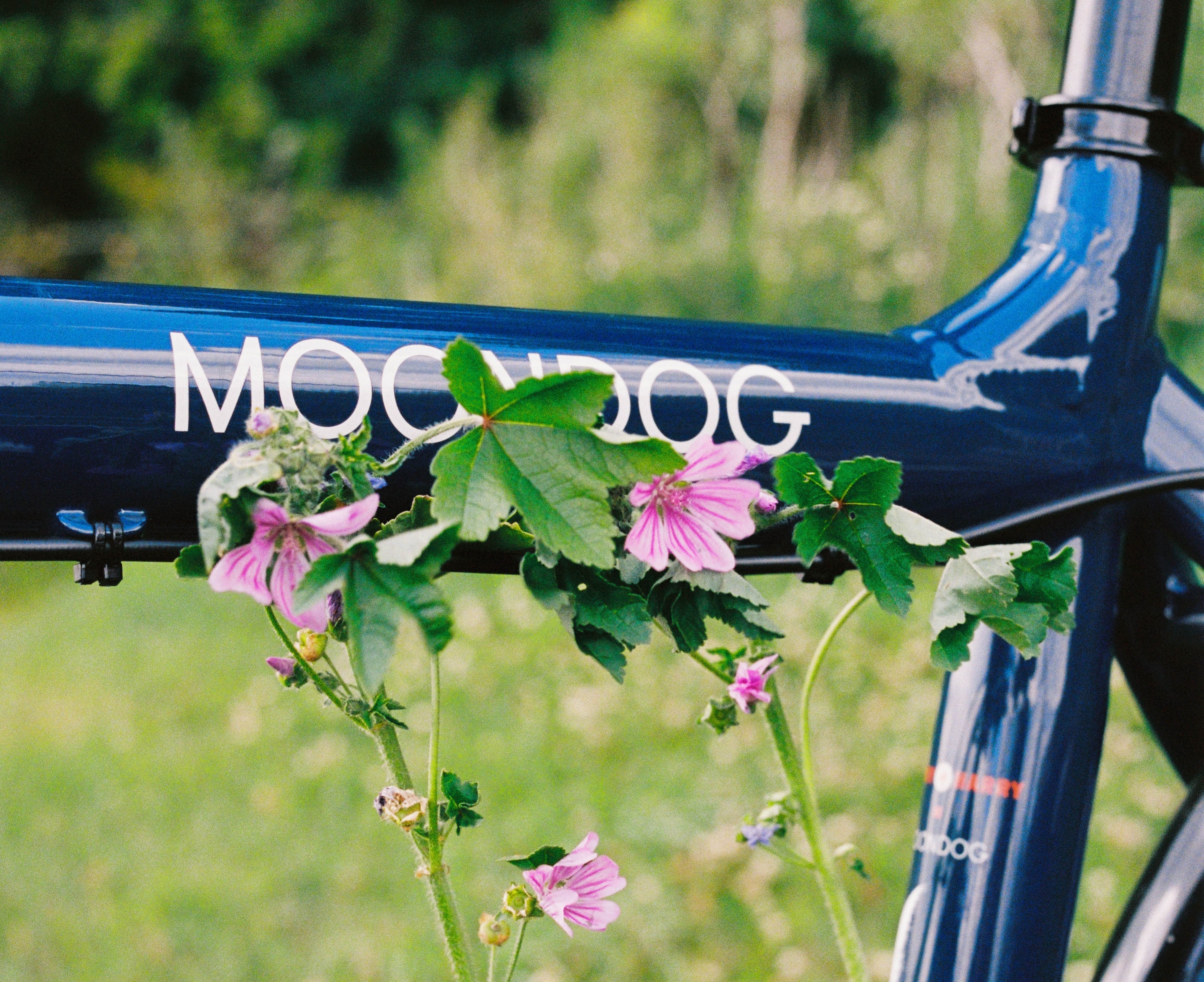 Maria Berking - Photographer on a Bullitt